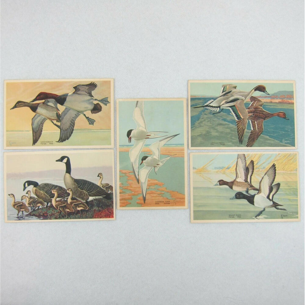 Vintage 1939 National Wildlife Bird Postcards Lot 5 Canvasback Goose Duck Tern